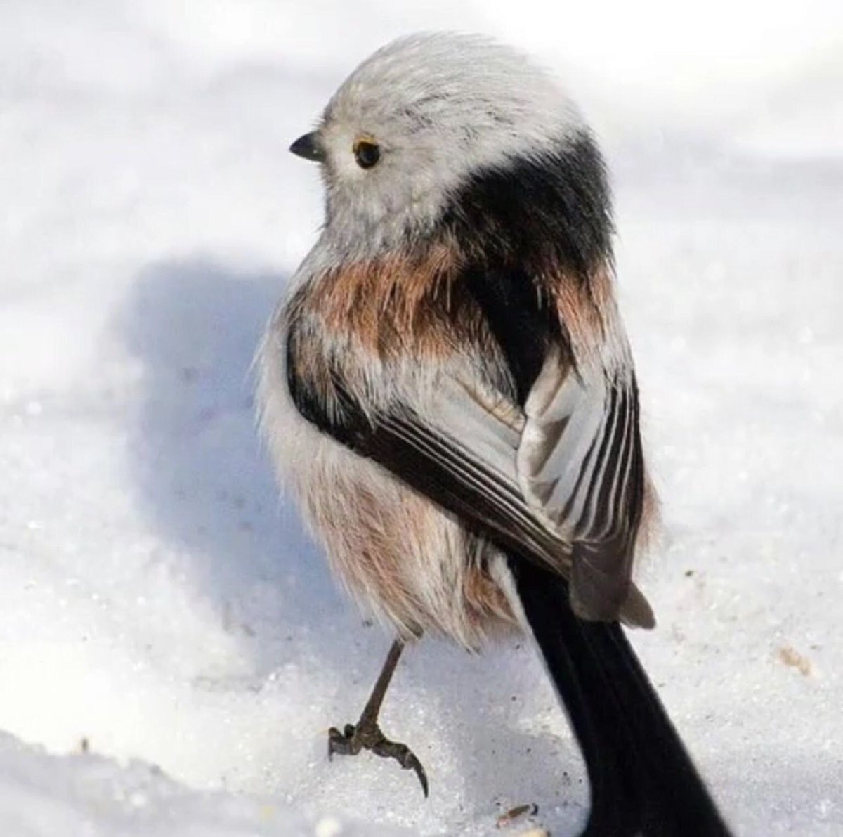 Кардан птица длиннохвостая