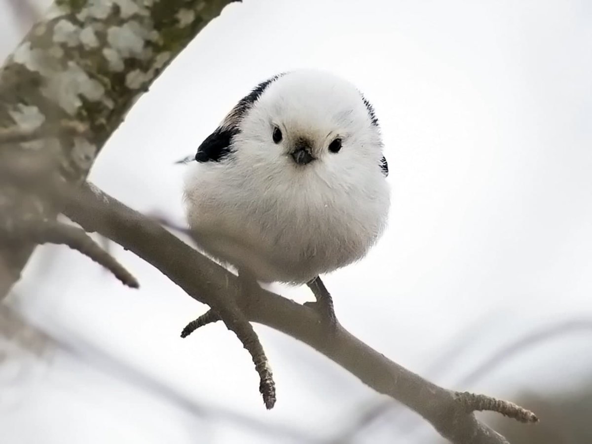 Птица счастья сегодняшнего дня, прилетела крыльями звеня...