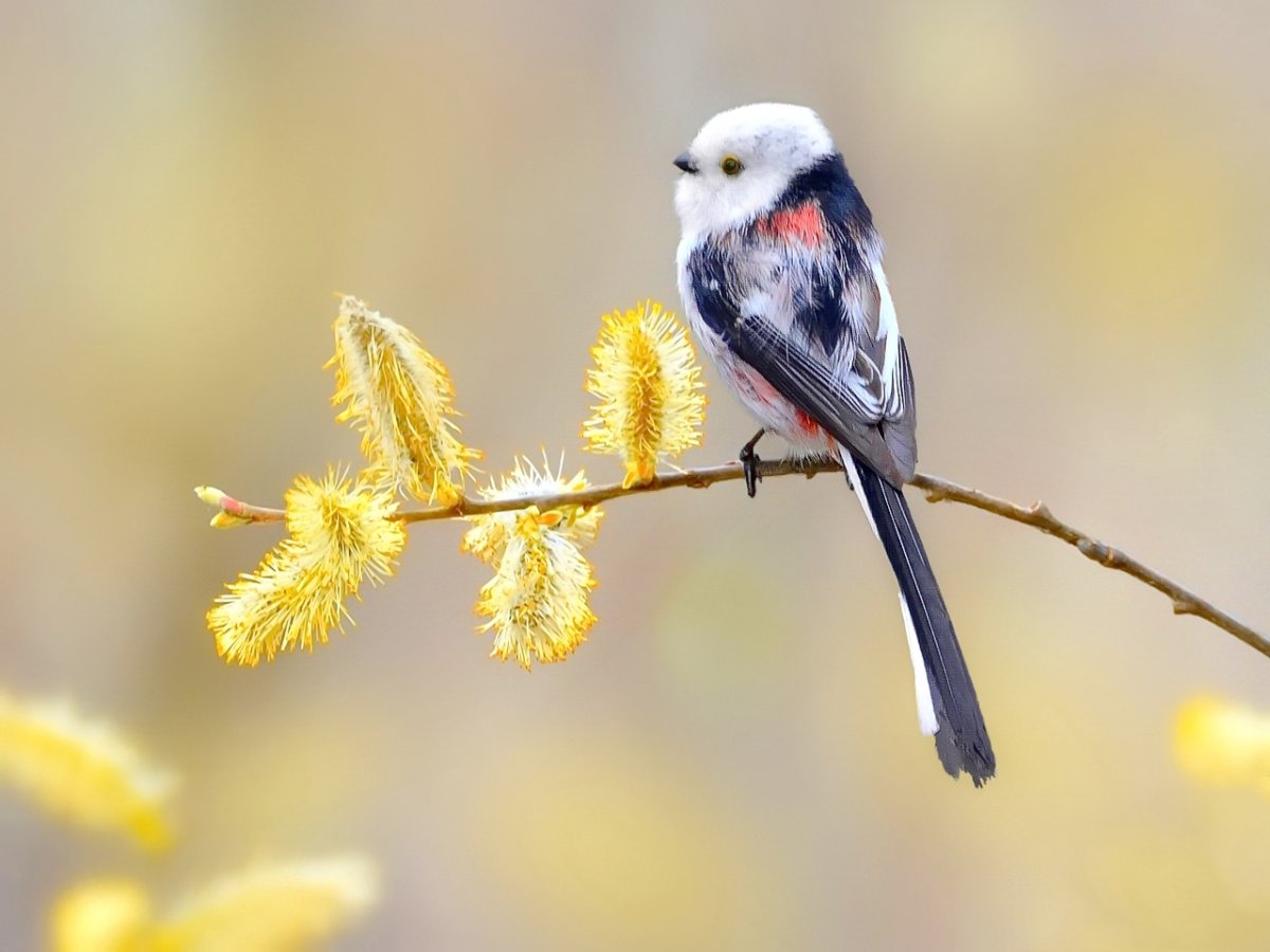 Ополовник рисунок