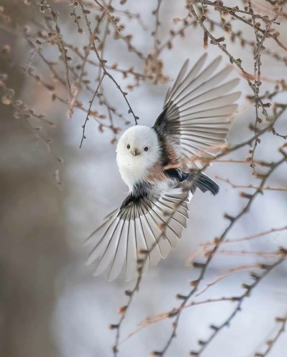 Ополовник "рыбка"-красный