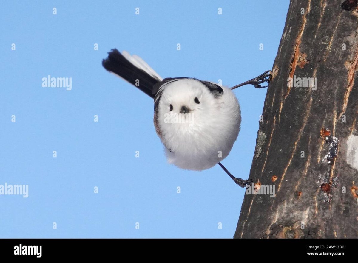 Шима-энага японская синица