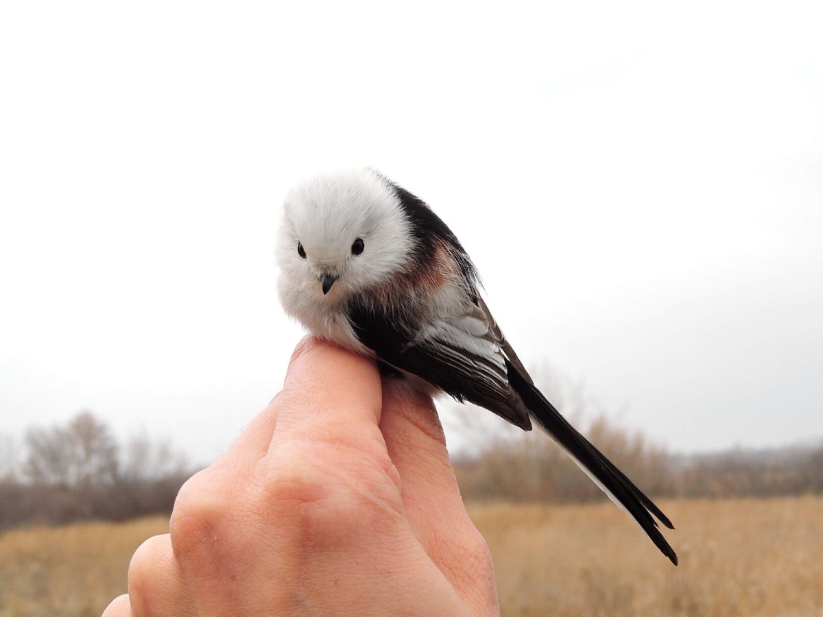 Синица длиннохвостая питание