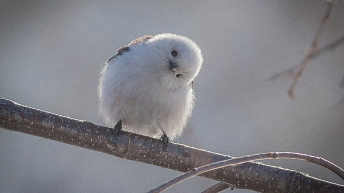 Птица синица длиннохвостая