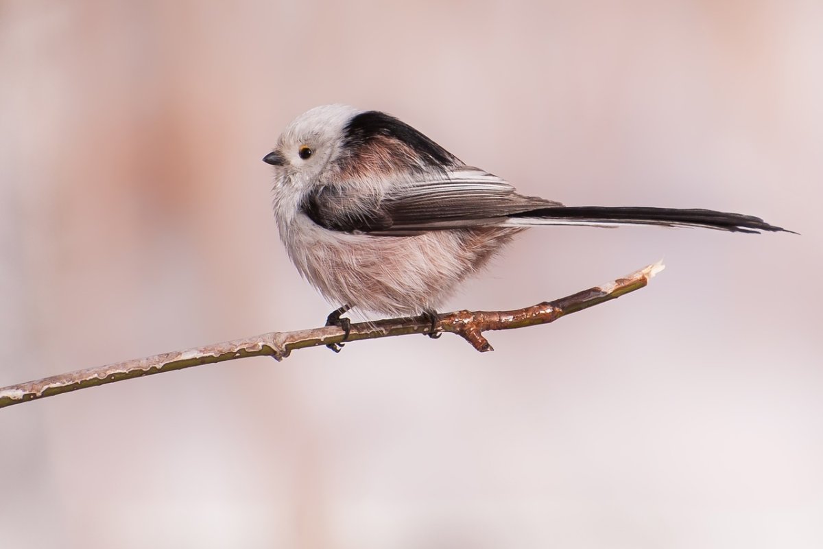 Ополовник Челябинск