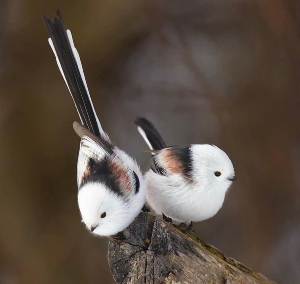 Певчая длиннохвостая синица