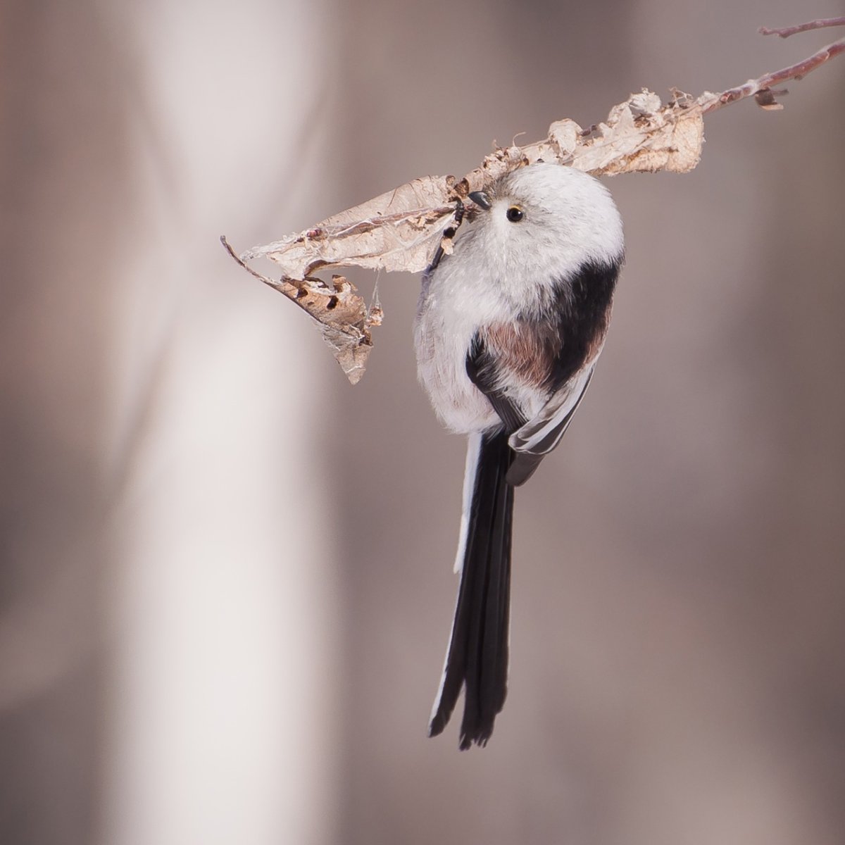 Длиннохвостая синица