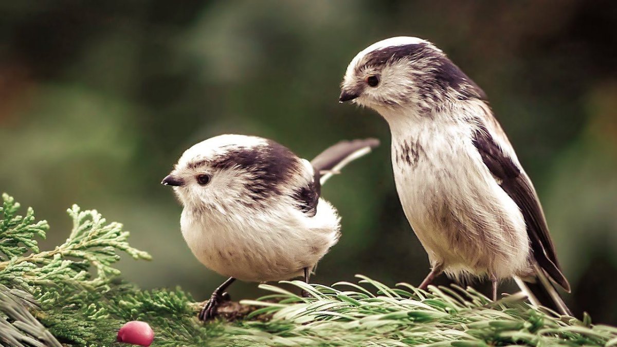 Синички ополовники