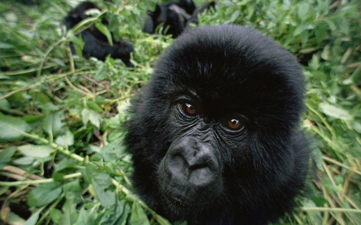 Кинг Конг обезьяна порода