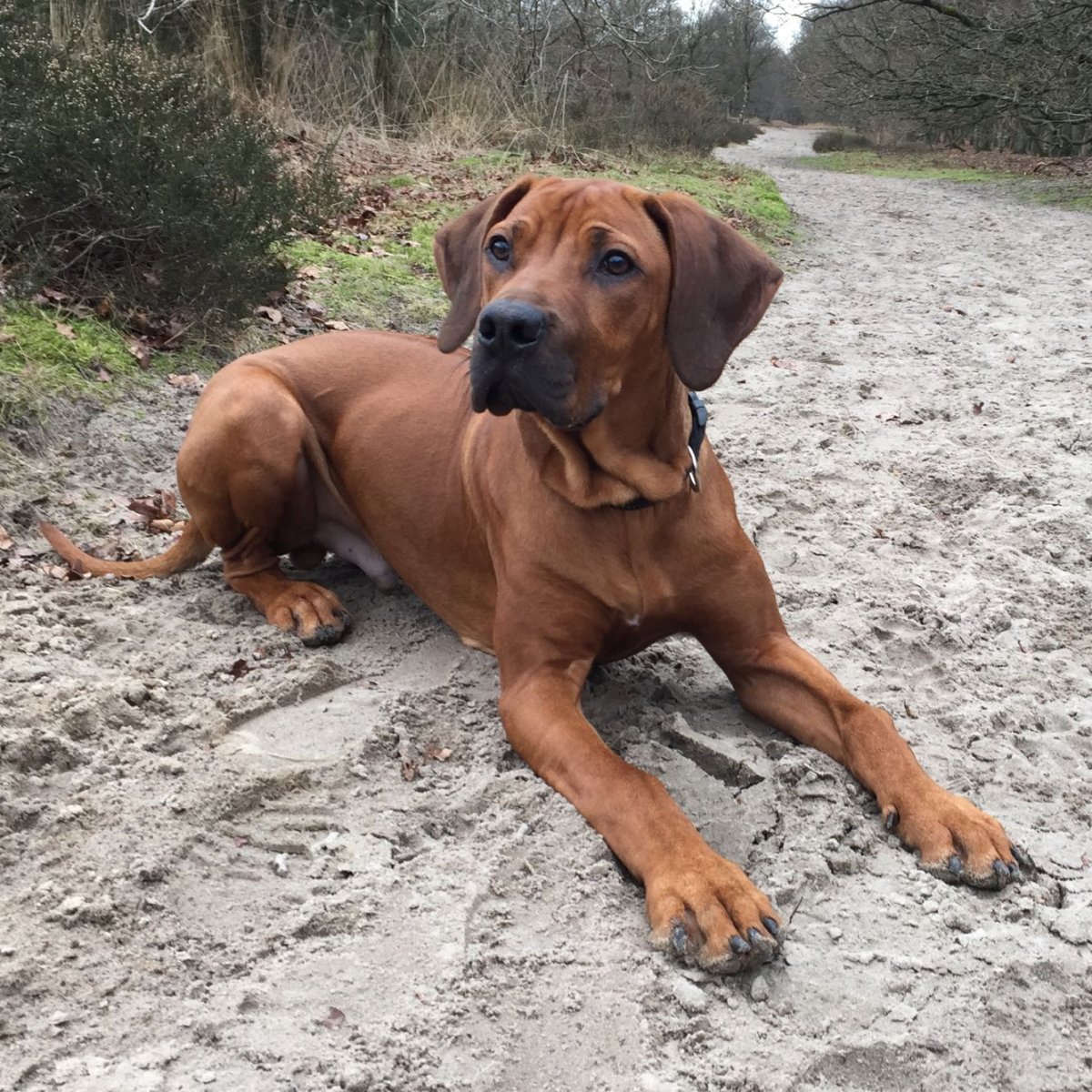 Ротвейлер и риджбек