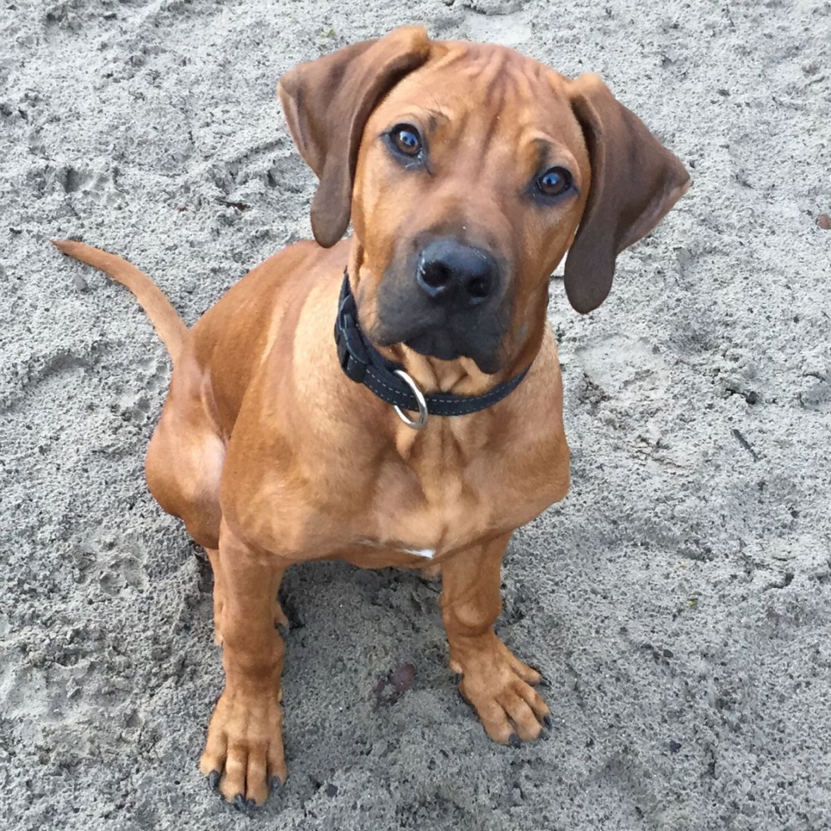 Риджбек собака фото серый