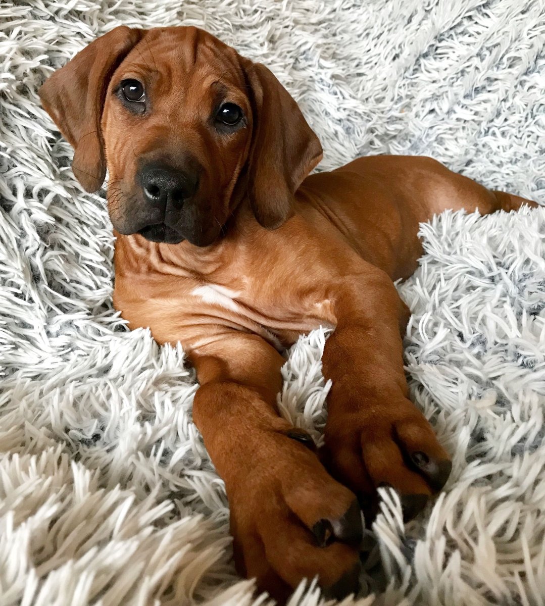 Родезийский риджбек вышивка