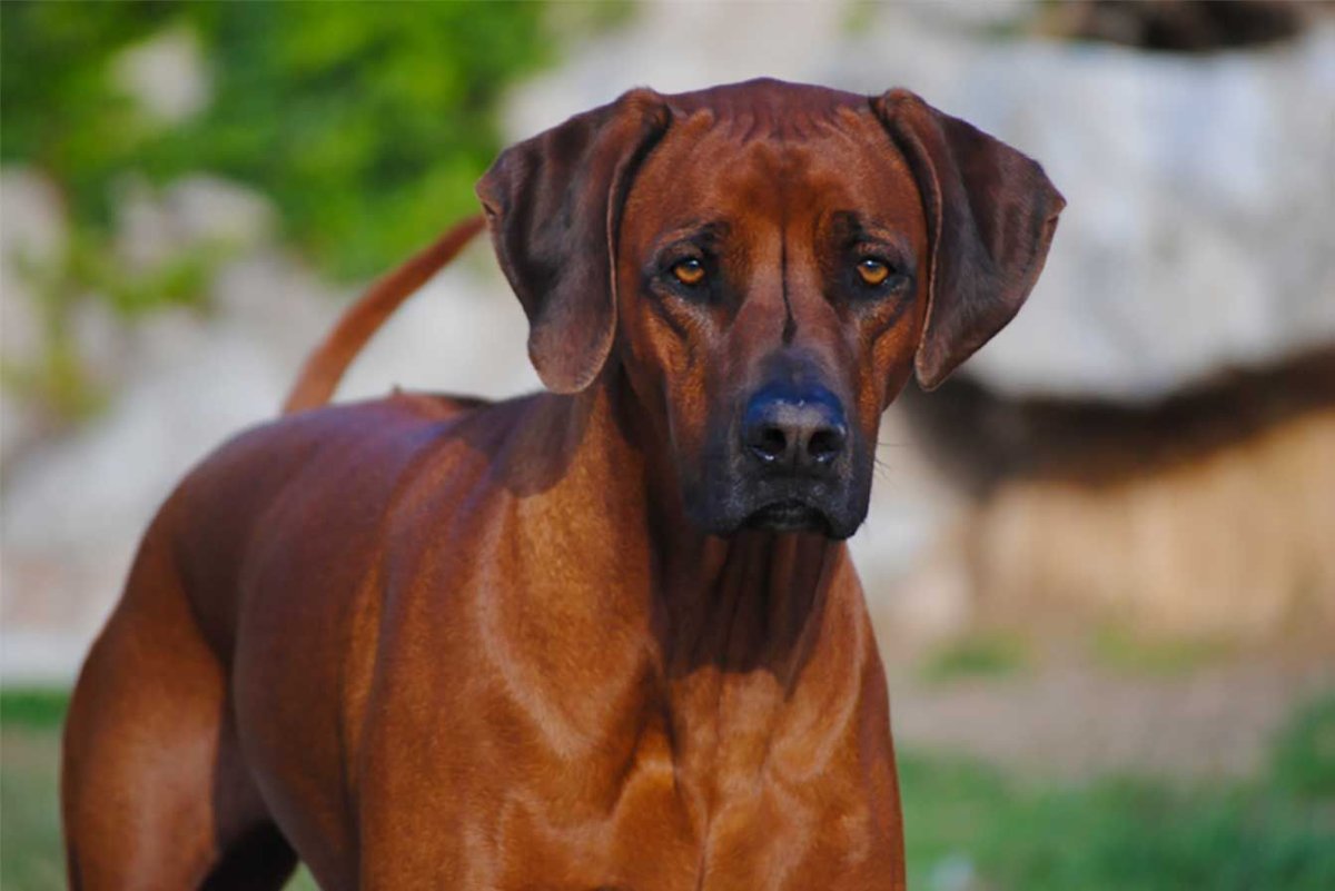 Риджбек с овчаркой