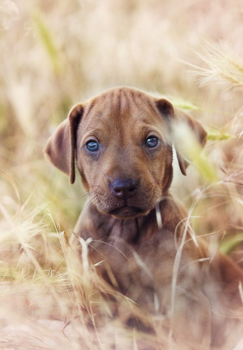 Родезийский риджбек