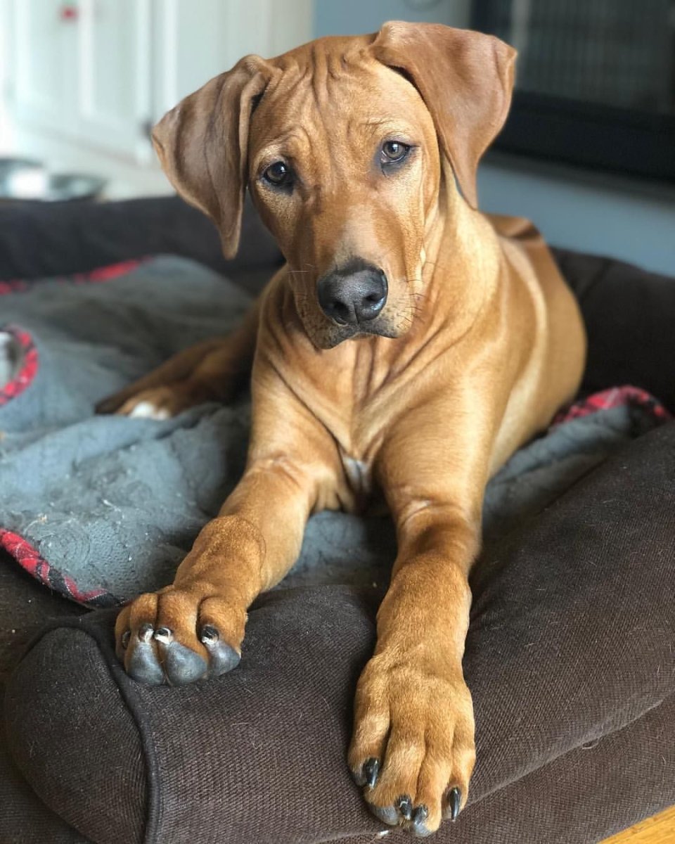 Родезийский риджбек Лев