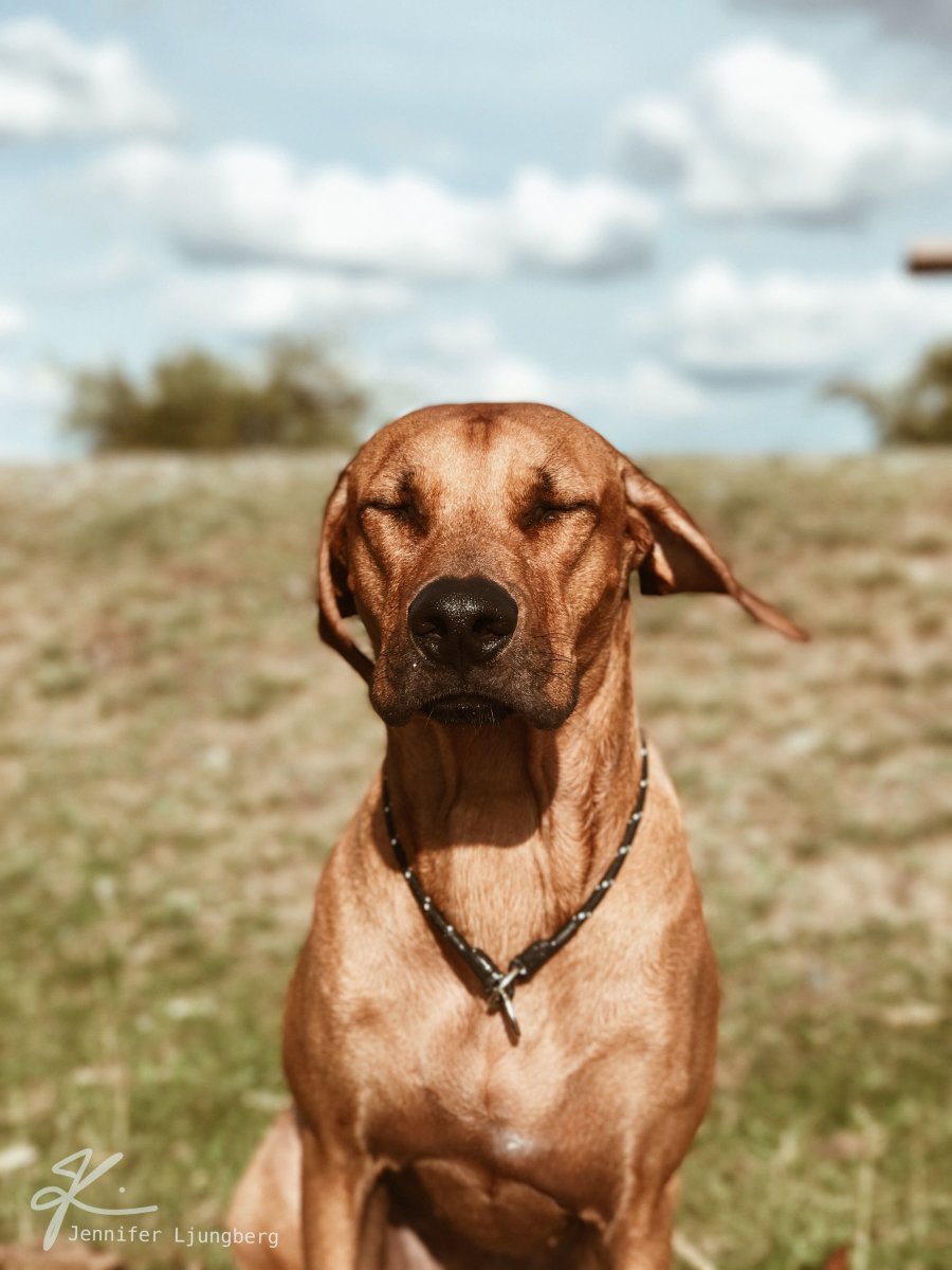 Риджбек и гепард