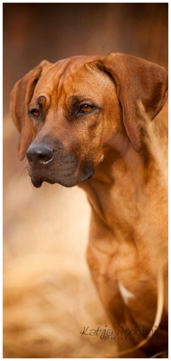 Львиная собака риджбек