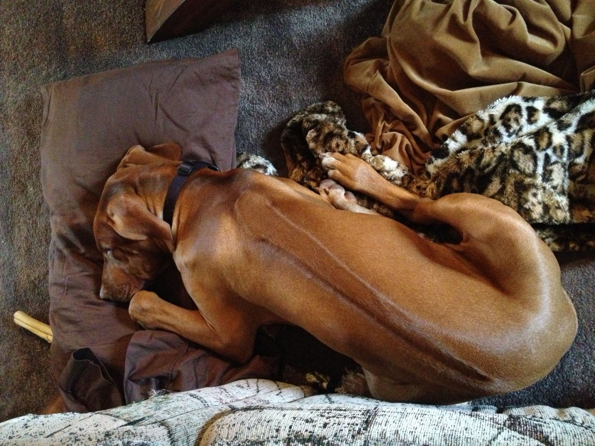 Родезийский риджбек Лев