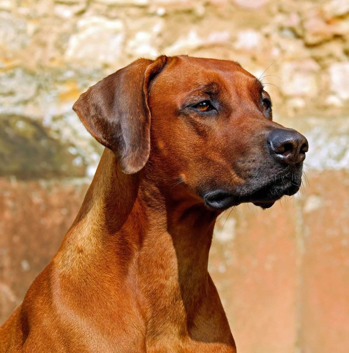 Вьетнамский риджбек