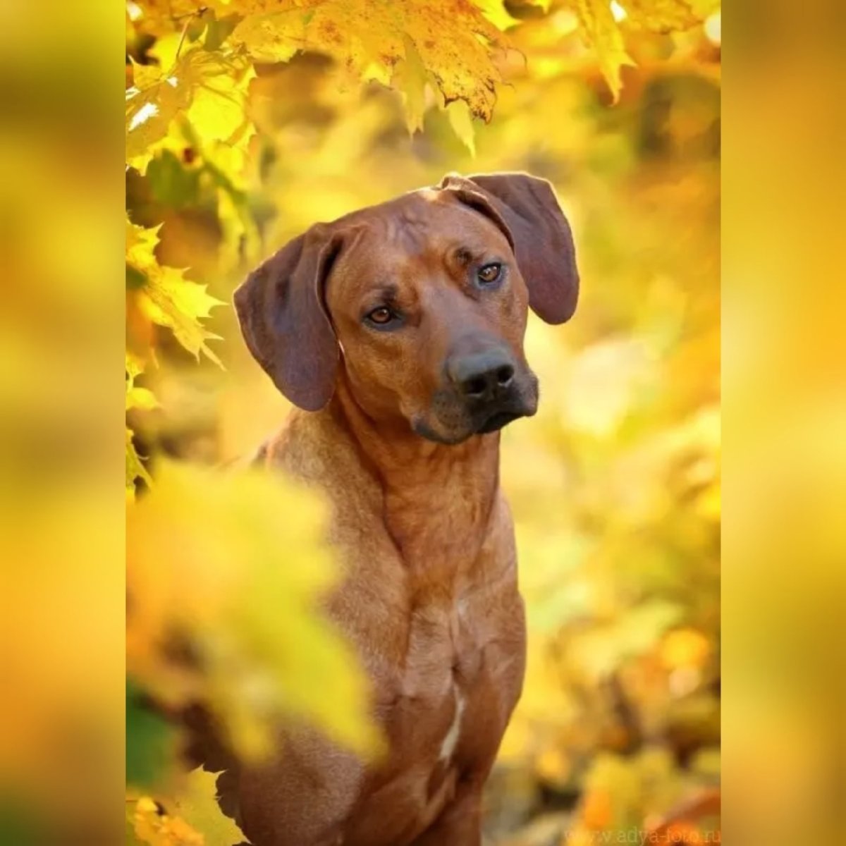 Родезийский риджбек