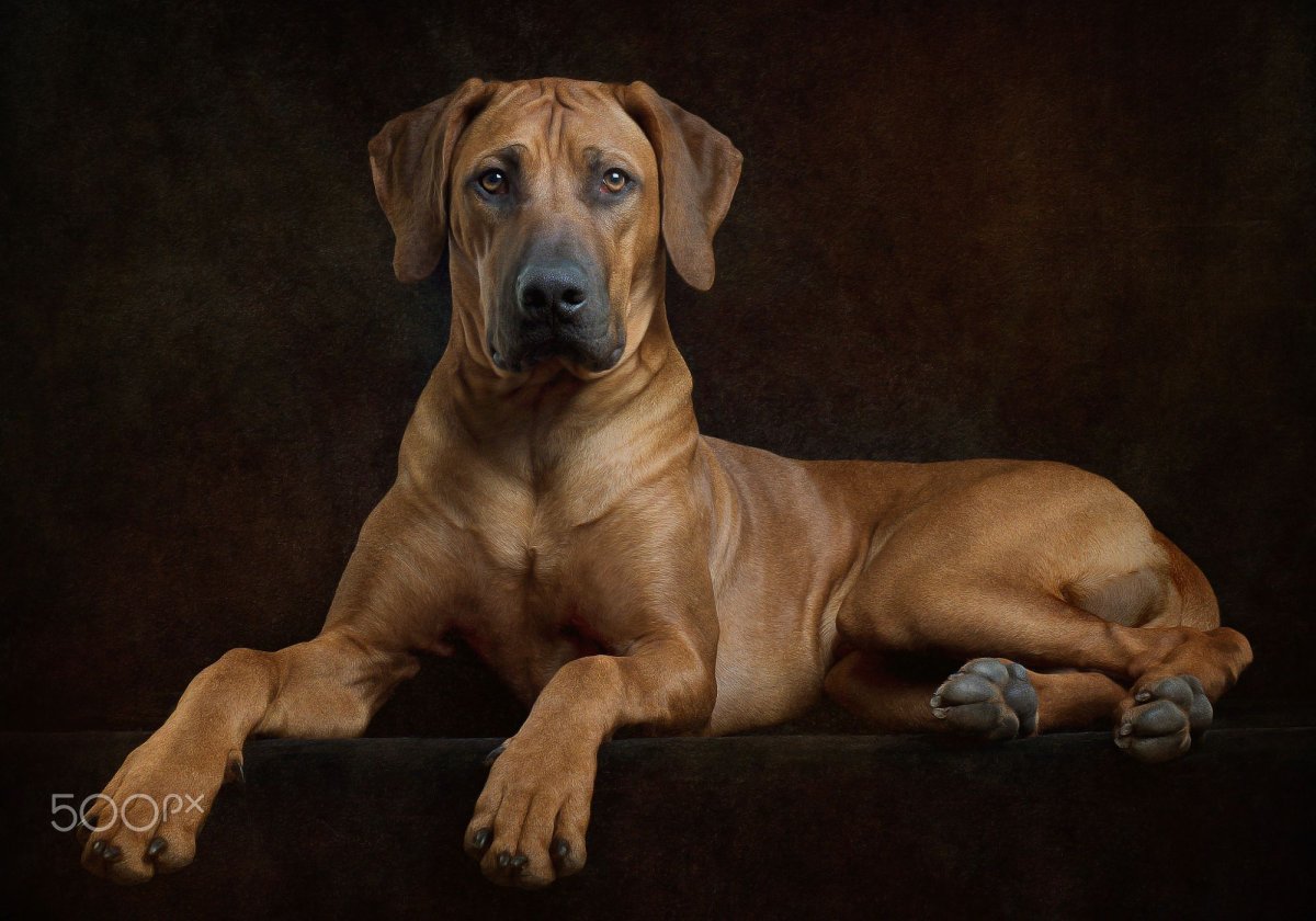 Родезийский риджбек стойка