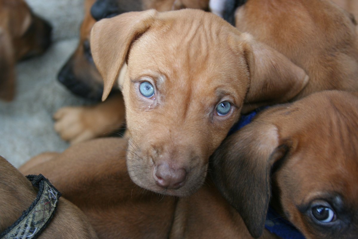 Родезийский риджбек белый