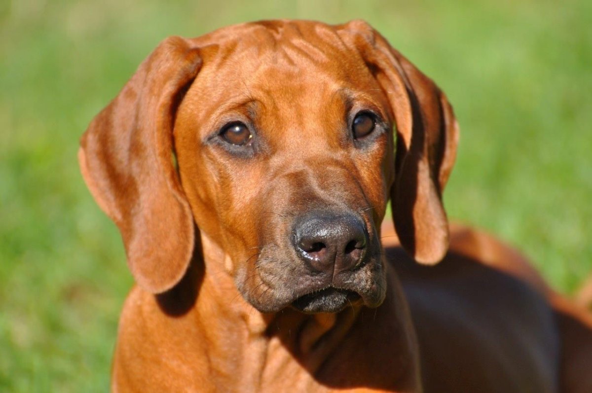 Родезийскийродезийский риджбек