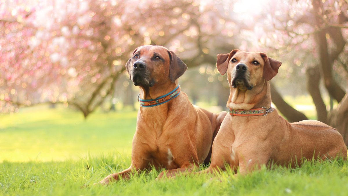 Родезийский риджбек окрасы