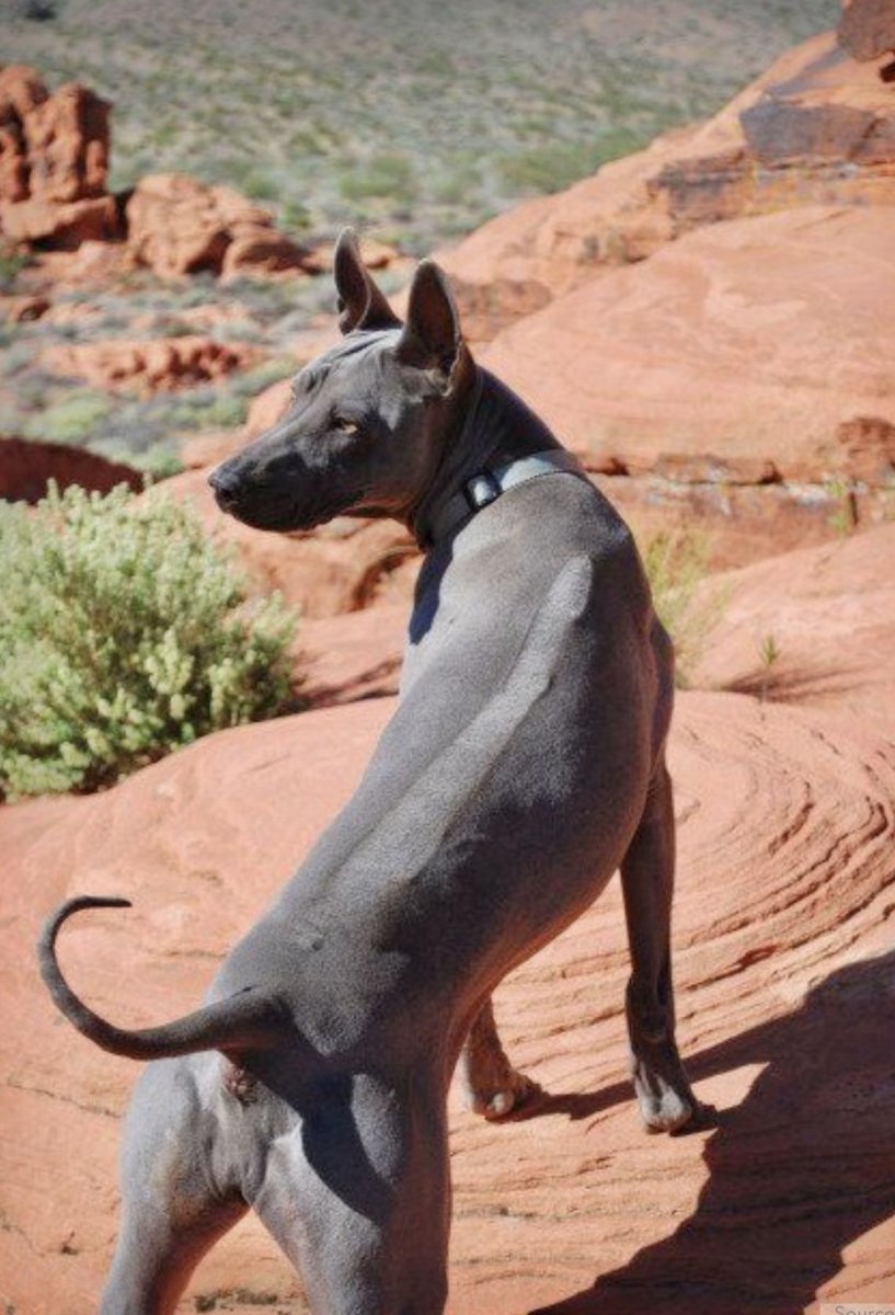 Тайский риджбек