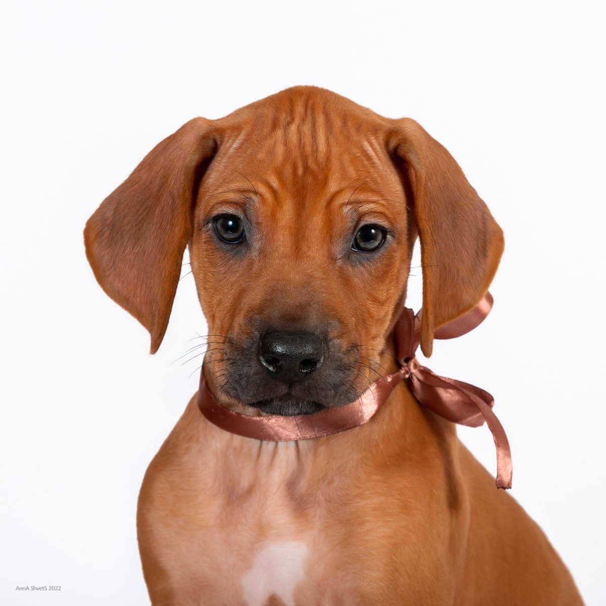 Родезийский риджбек щенки