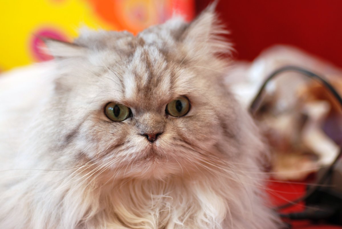 Персидская длинношерстная кошка