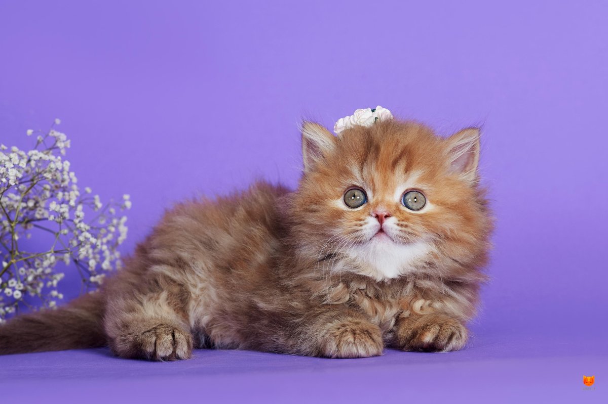 Шотландская прямоухая длинношерстная кошка хайленд-страйт