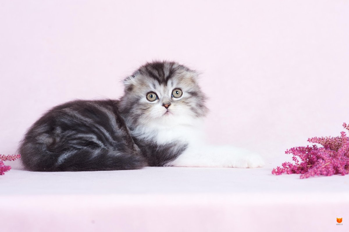 Highland Fold кошка