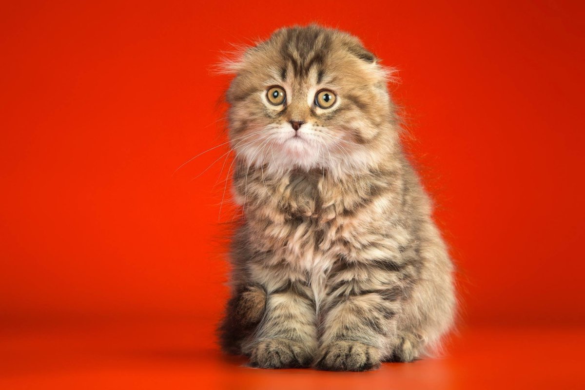 Хайленд-фолд Шотландская вислоухая