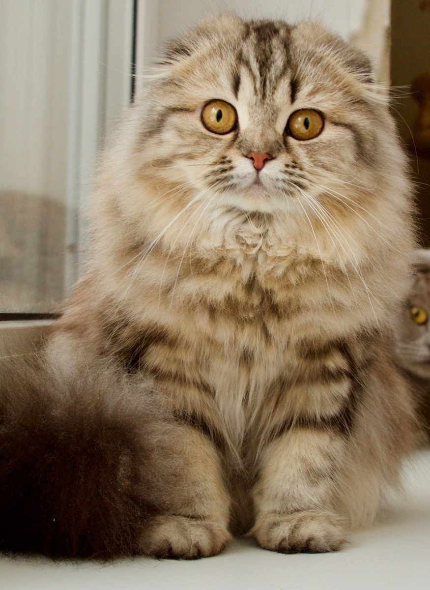 Хайленд-фолд длинношерстная вислоухая