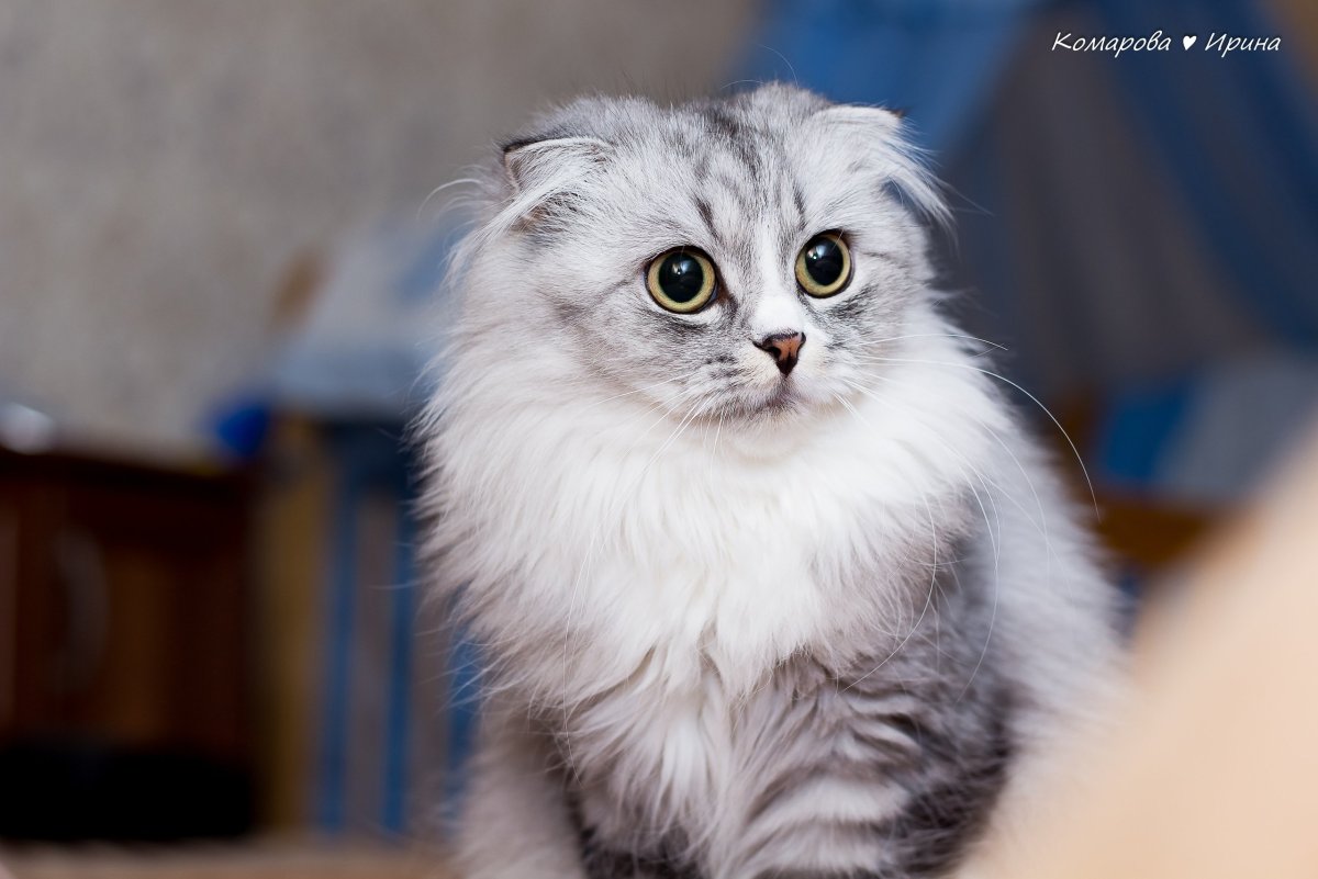 Хайленд фолд серая Шотландская