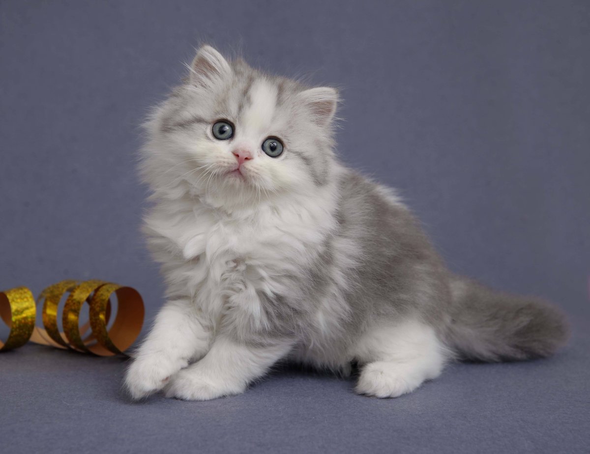 Шотландская прямоухая хайленд страйт