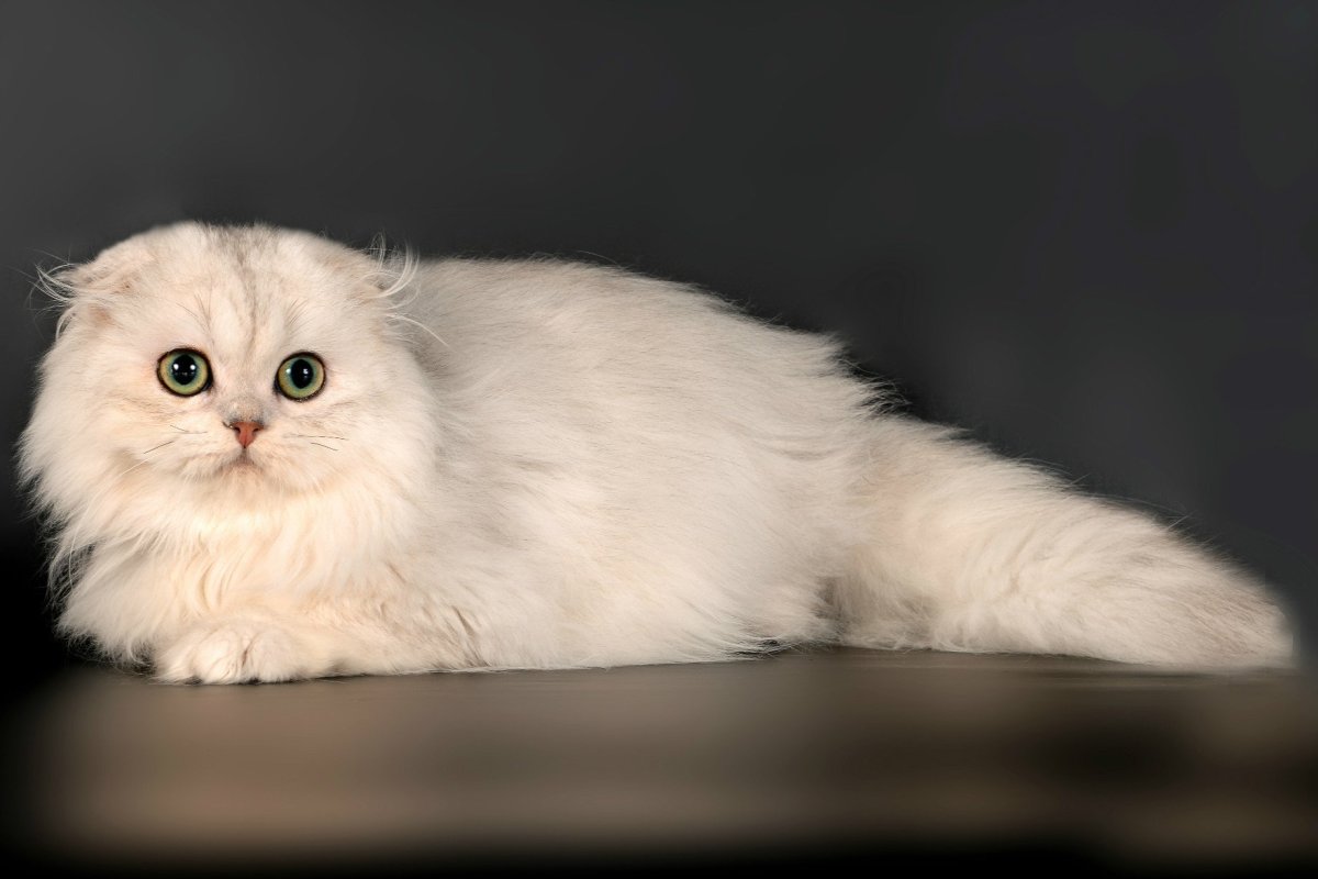 Шотландская шиншилла вислоухая хайленд