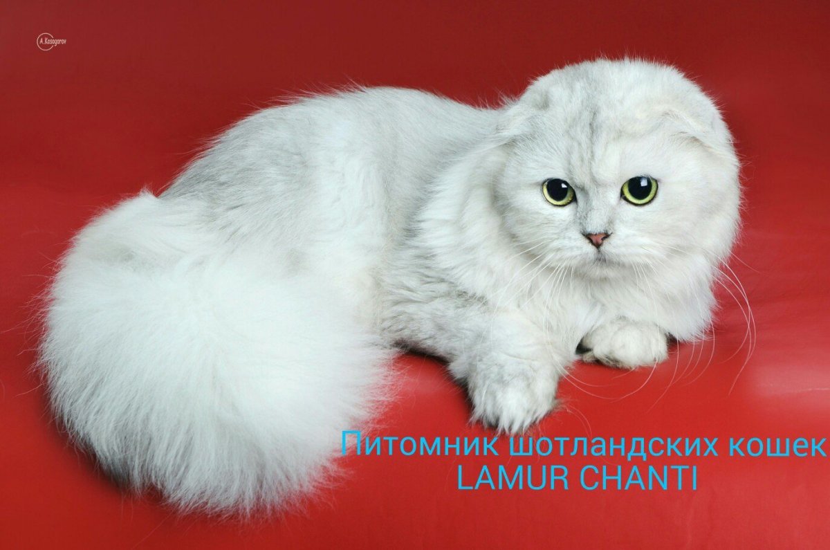 Шотландская шиншилла вислоухая хайленд