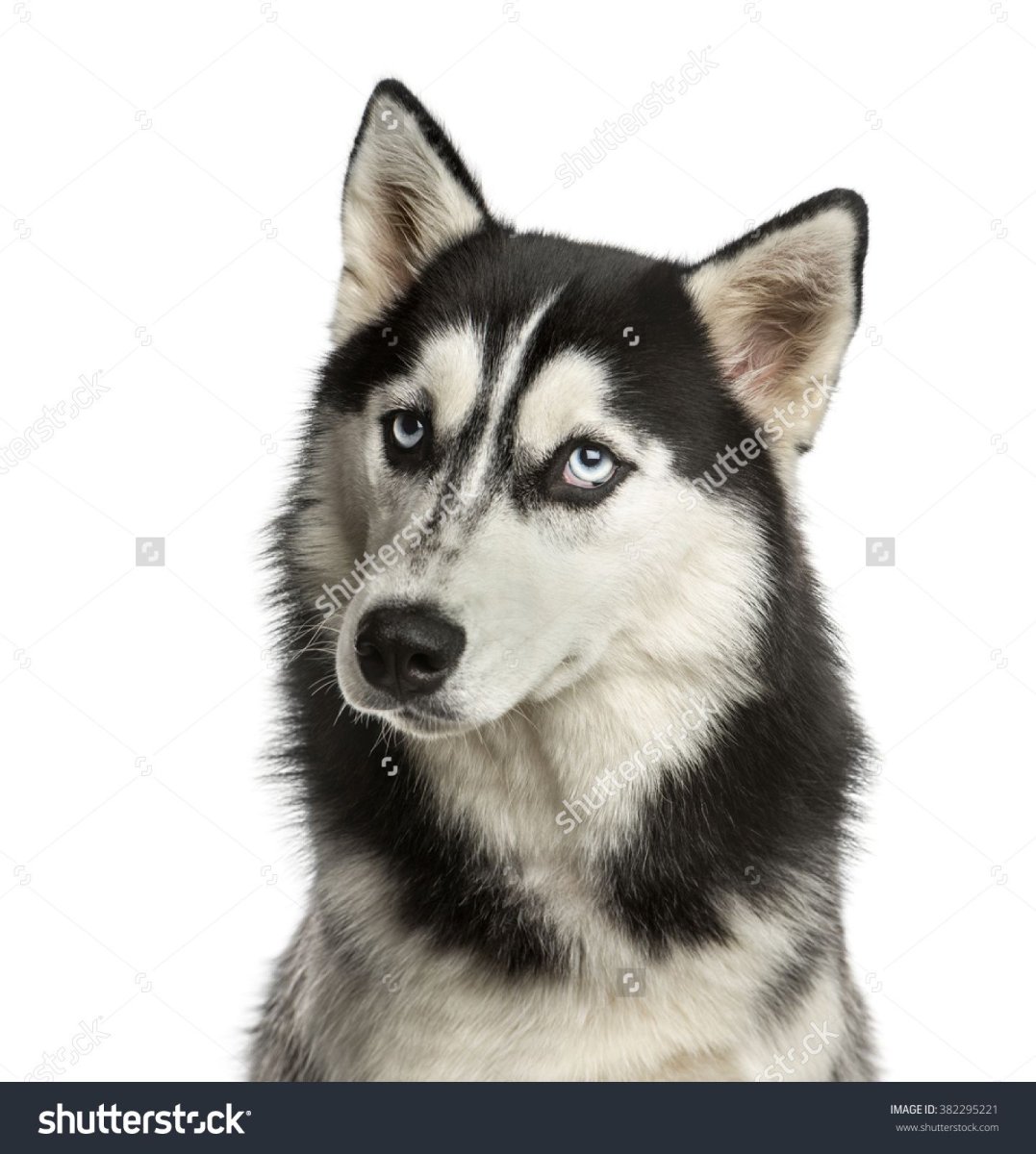 Крыса Дамбо хаски