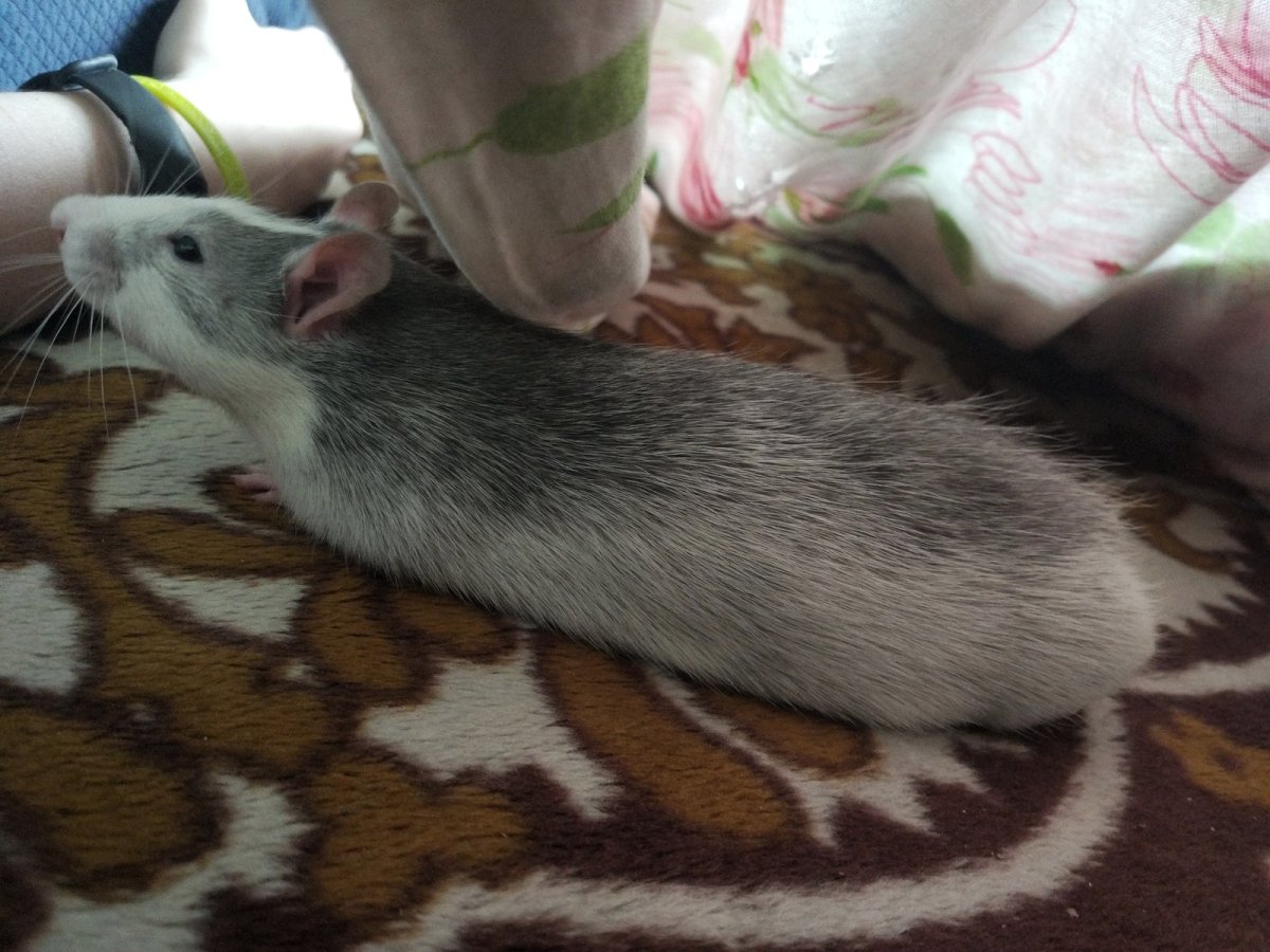 Крысы домашние породы хаски кучерявые