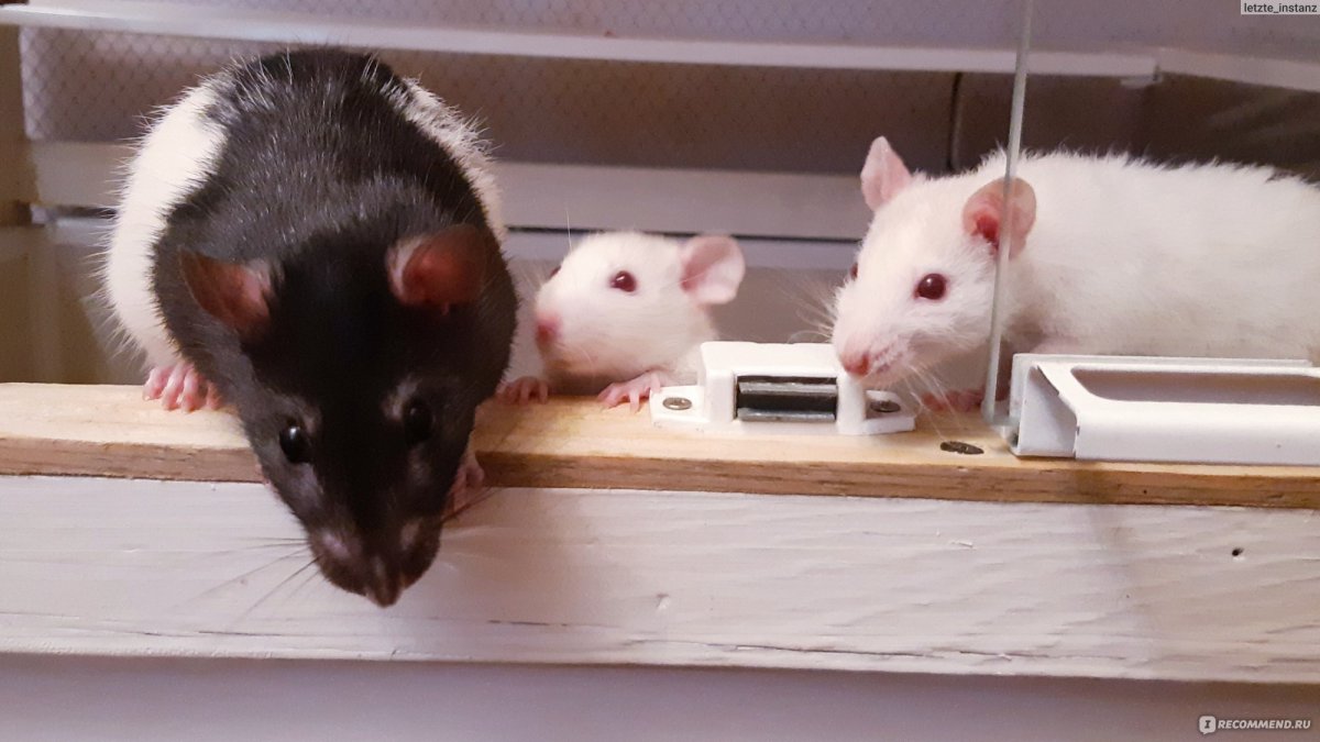 Плащевая крыса