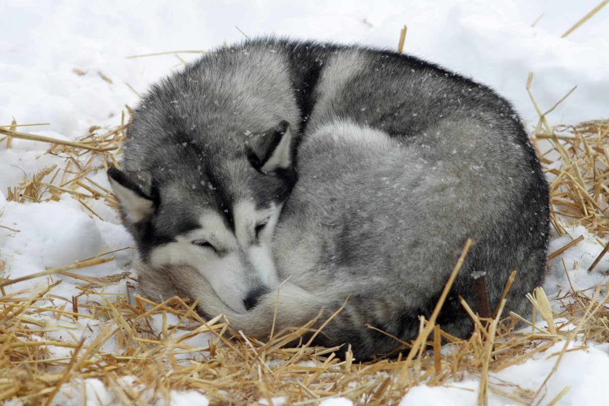 Крыса Дамбо рекс