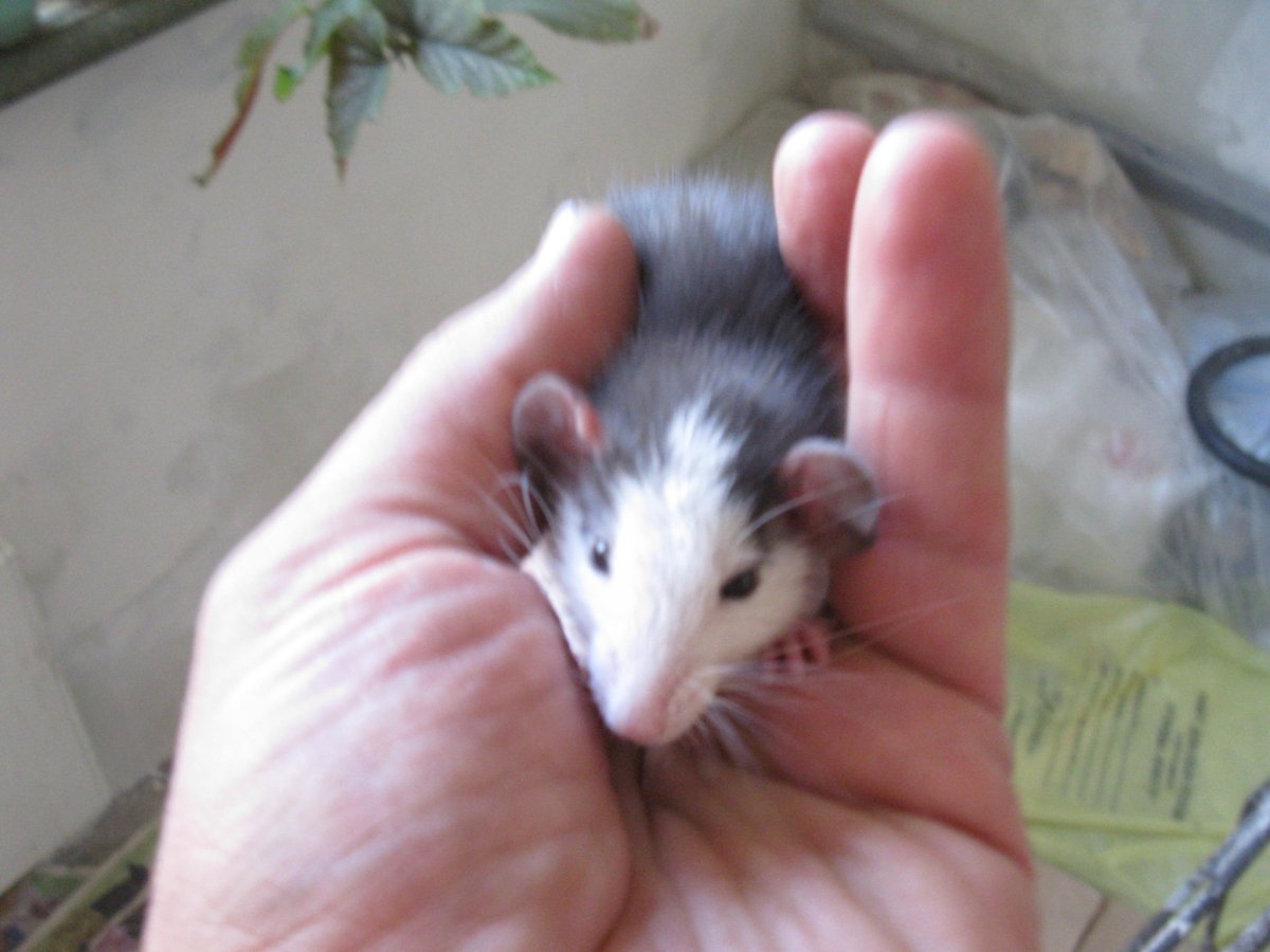 Крысы Дамбо Тверь