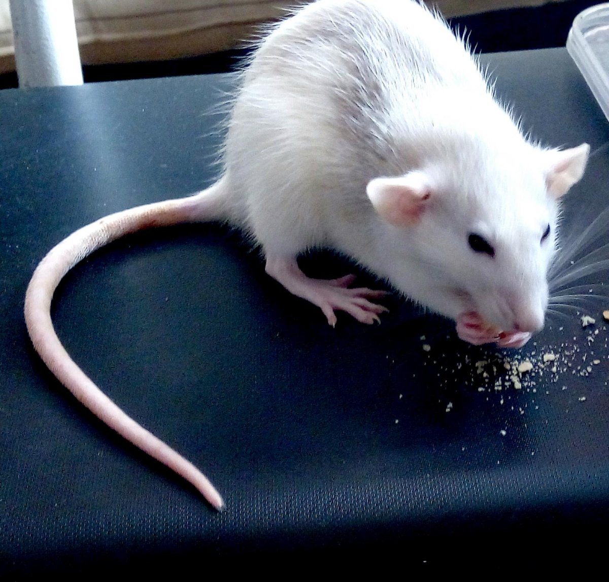 Крыса хаски взрослая