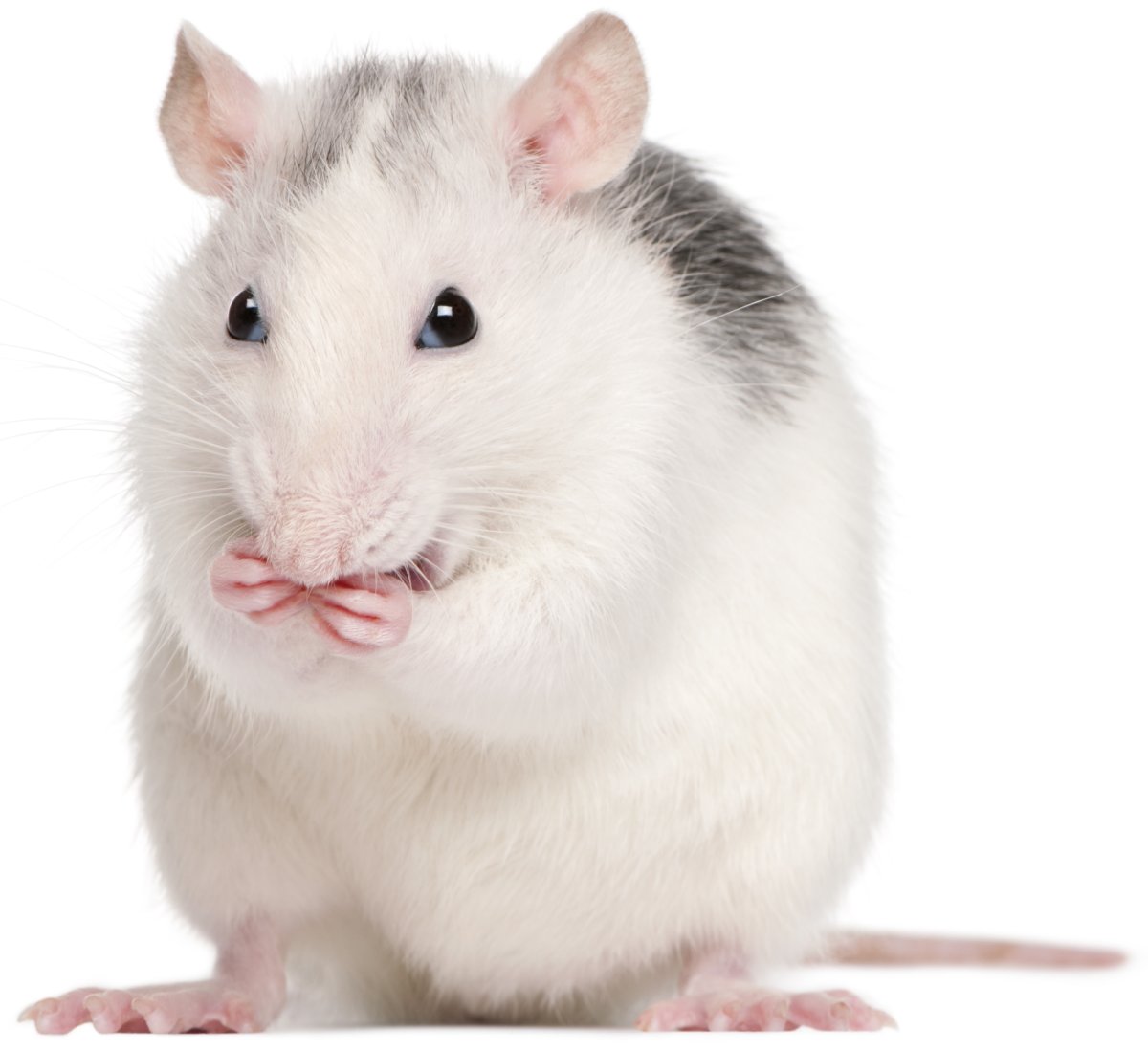 Породы крыс Дамбо хаски