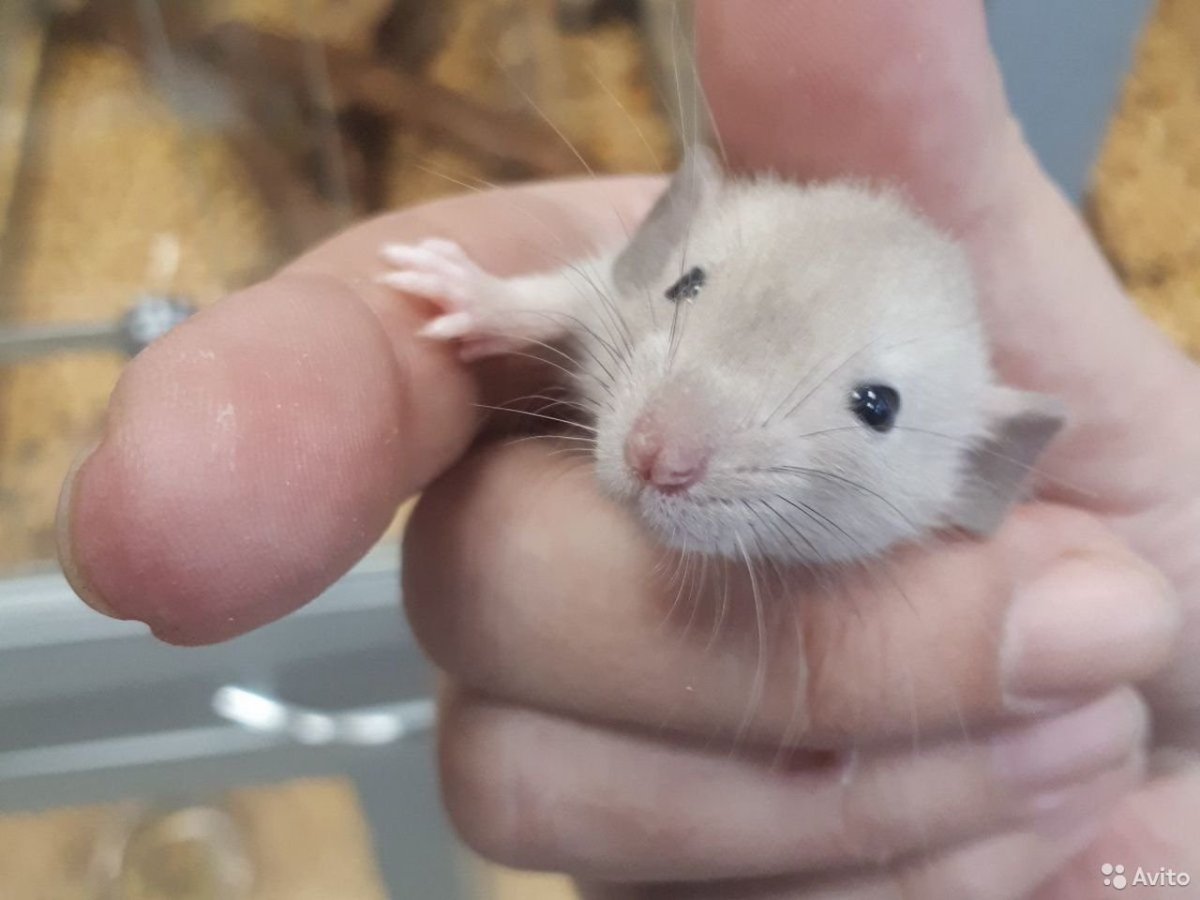 Декоративная крыса хаски