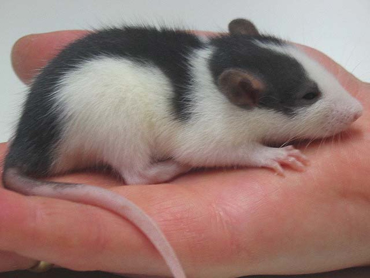 Крысы коллаж