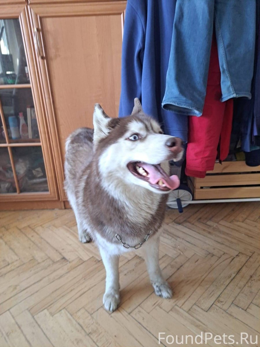 Крысы в Калининграде