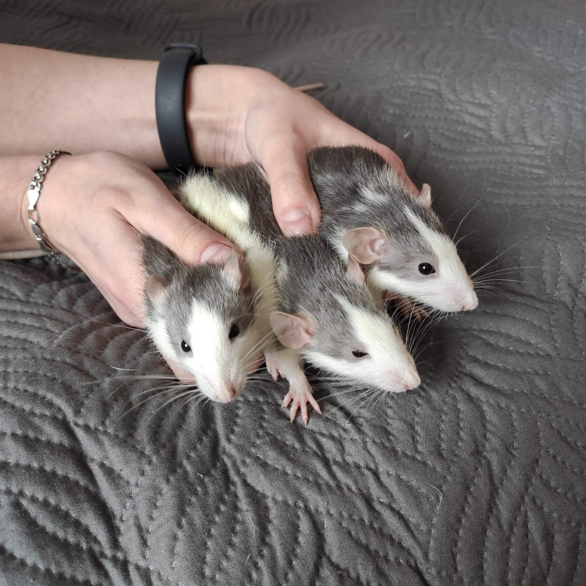 Собака лежит свернувшись калачиком