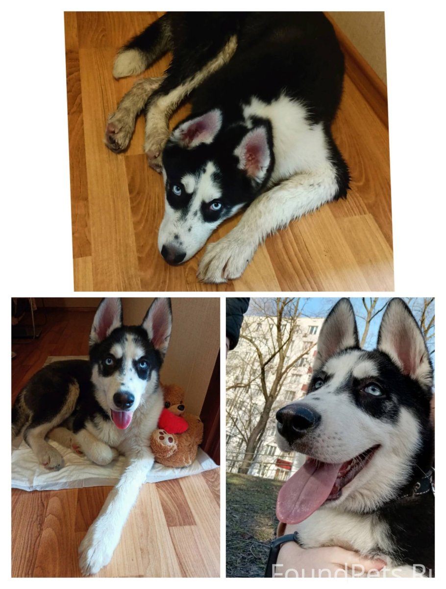 Пара крысок